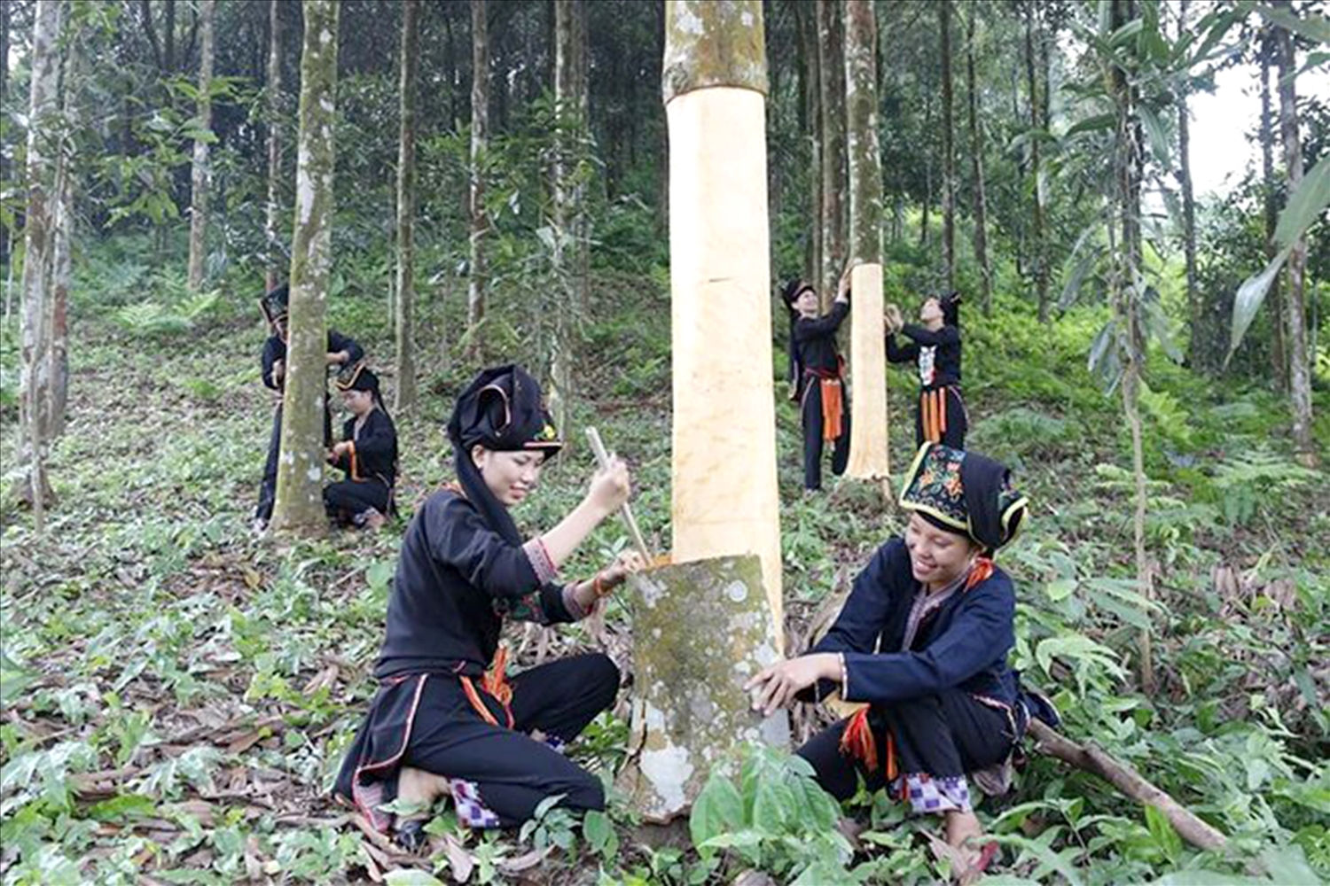 Đầu tư trồng quế, người dân thoát nghèo 
