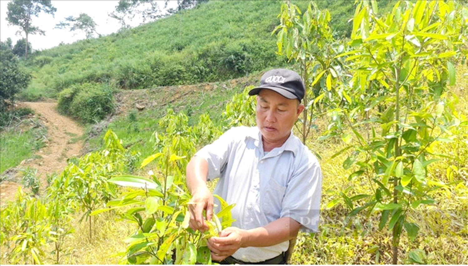 Anh Giàng A Sáu chăm sóc cây quế mới trồng