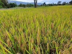 Cánh đồng lúa của đồng bào xã Phan Dũng, huyện Tuy Phong