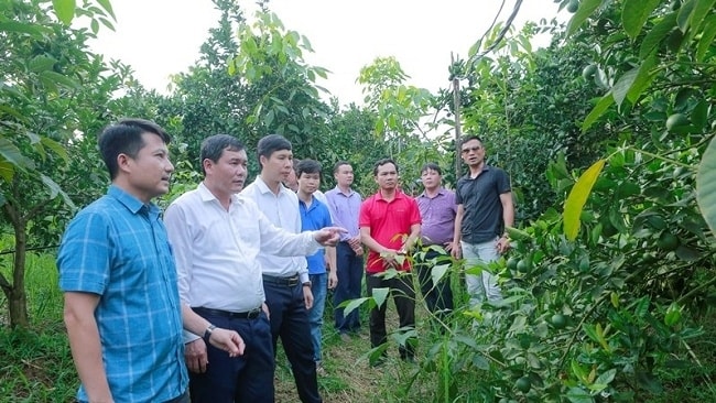 Chuyển đổi cây trồng làm nền tảng giúp người dân phát triển kinh tế, thực hiện giảm nghèo bền vững tại huyện Như Xuân Chuyển đổi cây trồng làm nền tảng giúp người dân phát triển kinh tế, thực hiện giảm nghèo bền vững tại huyện Như Xuân