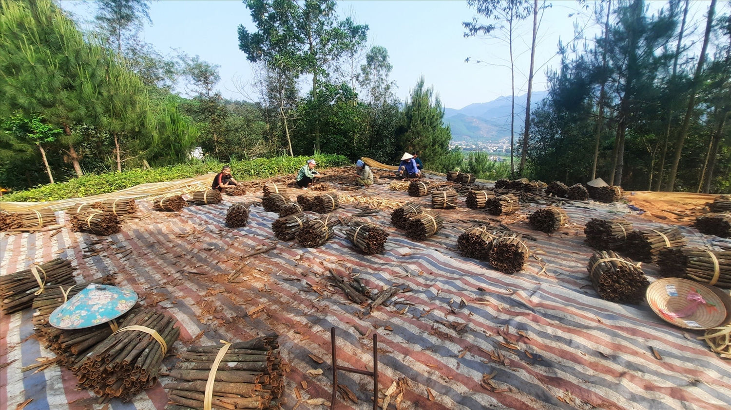 Người dân Bình Liêu thu hoạch quế
