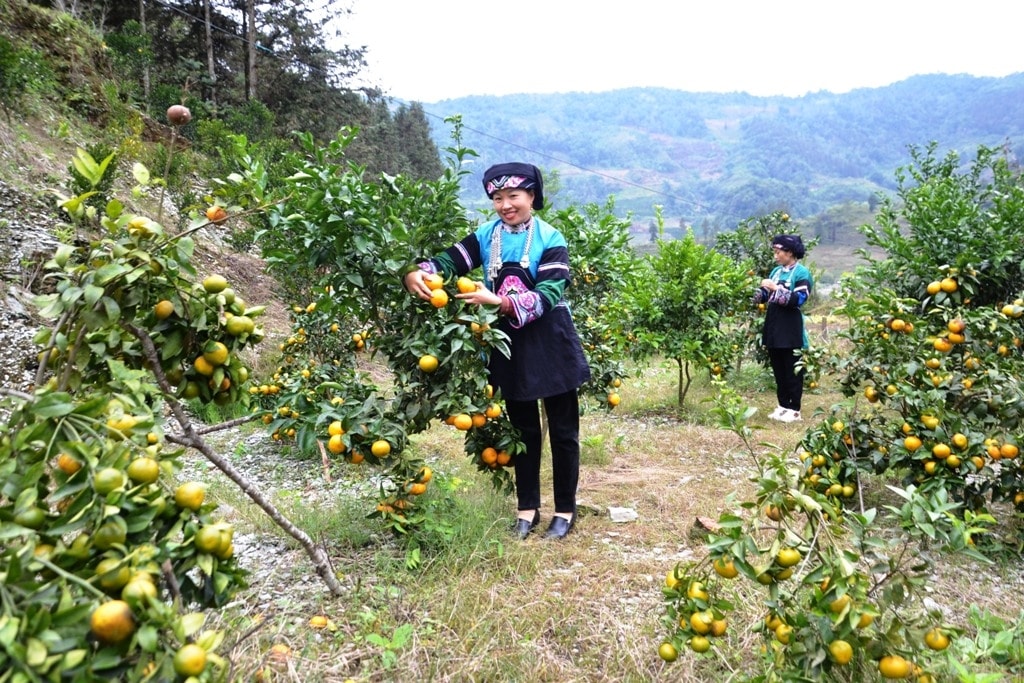 Chiếc khăn đội đầu của phụ nữ Bố Y chứa đựng nhiều thông điệp Chiếc khăn đội đầu của phụ nữ Bố Y chứa đựng nhiều thông điệp