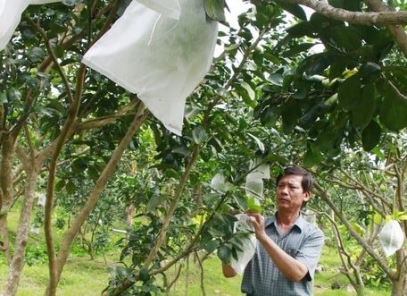 Phục hồi vườn bưởi năm roi bằng phương pháp hữu cơ hiệu quả sẽ góp phần nâng cao chất lượng, năng suất bưởi năm roi.