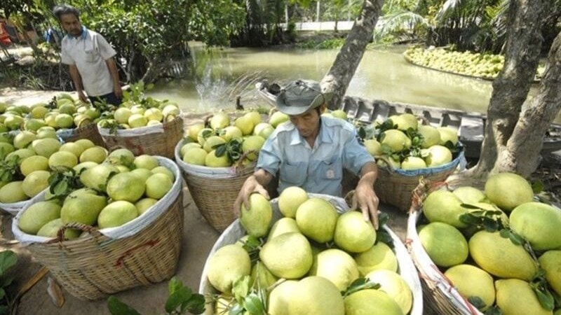 Thương lái thu mua bưởi năm roi tại vườn