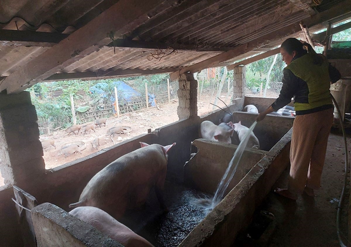 (Chuyên đề Dân tộc ít người): Chương trình MTQG 1719 và sự bứt phá vươn lên của đồng bào Chứt: Vươn lên làm giàu, nuôi con thành tài (Bài 3)
