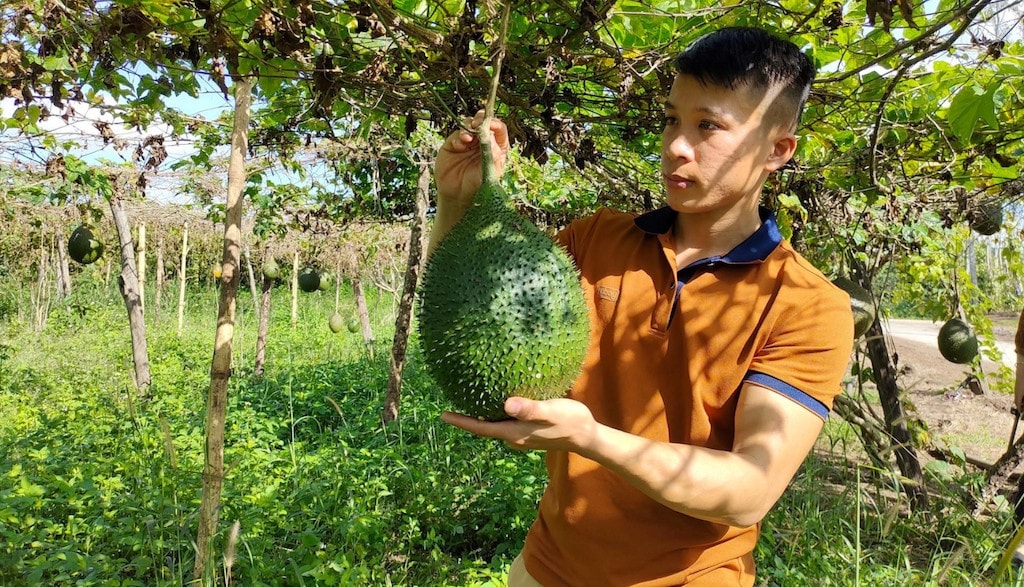 Việc liên kết trồng gấc cùng HTX Nông - Lâm nghiệp Nam Hà giúp nhiều hộ dân đồng bào DTTS ở huyện Cư Jút thoát nghèo bền vững Việc liên kết trồng gấc cùng HTX Nông - Lâm nghiệp Nam Hà giúp nhiều hộ dân đồng bào DTTS ở huyện Cư Jút thoát nghèo bền vững