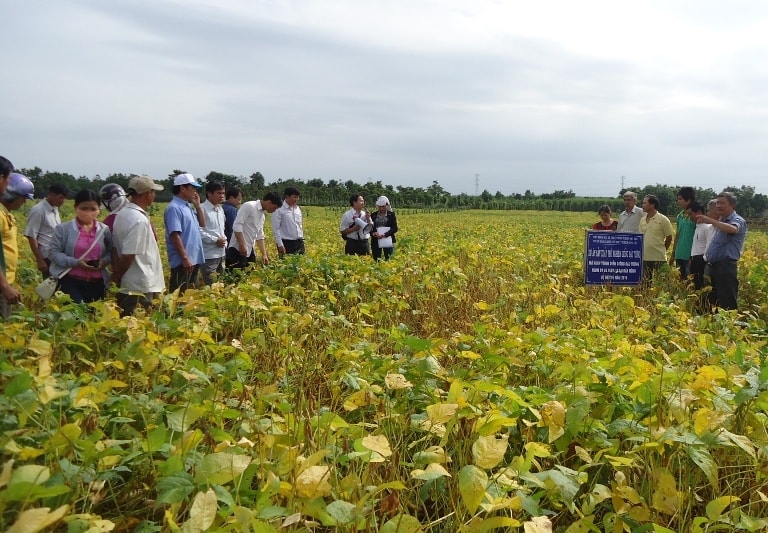 Nhiều hộ dân đồng bào DTTS huyện Cư Jút liên kết với Công ty Vinasoy để trồng đậu nành Nhiều hộ dân đồng bào DTTS huyện Cư Jút liên kết với Công ty Vinasoy để trồng đậu nành