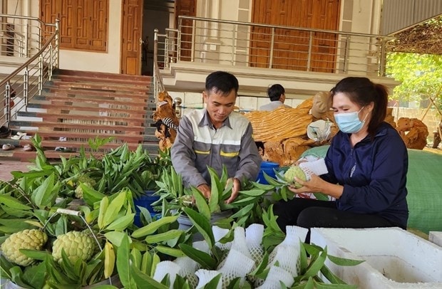 Một hộ dân ở xã Cò Nòi đóng gói sản phẩm na sau thu hoạch.