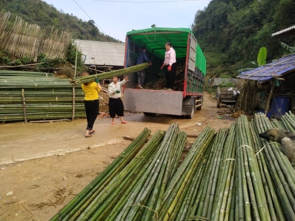 Nhờ cây trúc sào, bà con DTTS đã thoát nghèo, cải thiện đời sống Nhờ cây trúc sào, bà con DTTS đã thoát nghèo, cải thiện đời sống