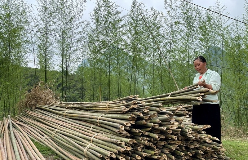 Cây trúc sào là nguyên liệu để sản xuất các sản phẩm thủ công mỹ nghệ như chiếu, bàn, ghế... Cây trúc sào là nguyên liệu để sản xuất các sản phẩm thủ công mỹ nghệ như chiếu, bàn, ghế...