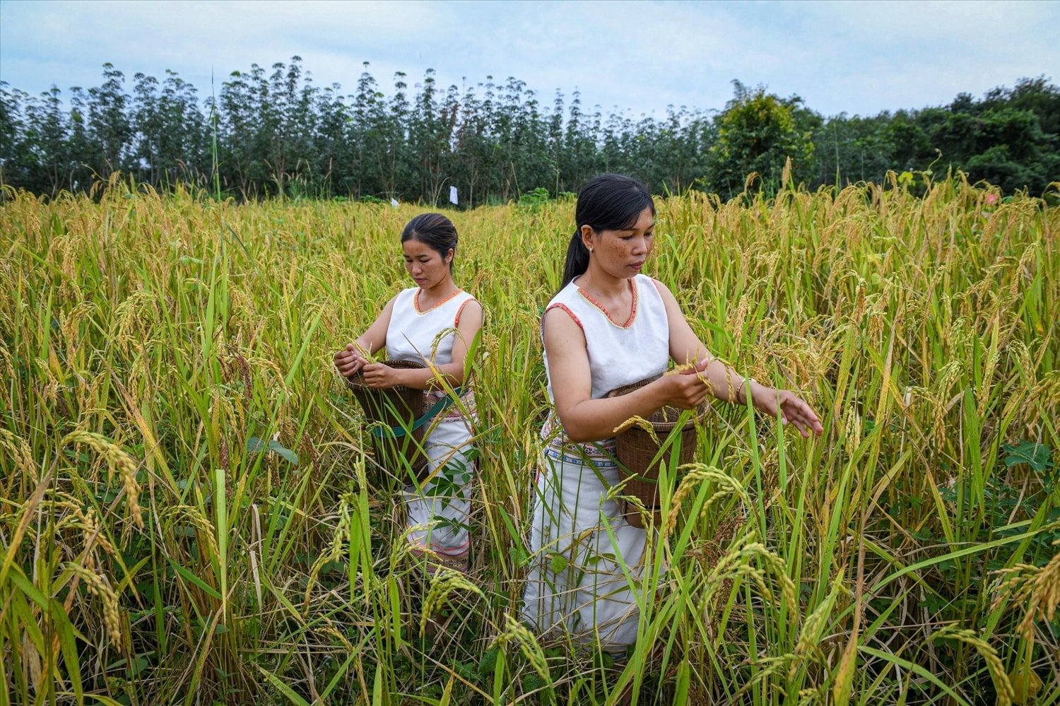 Các chính sách đầu tư, hỗ trợ đã giúp đồng bào Rơ Măm từng bước giảm nghèo bền vững. (Ảnh minh họa)
