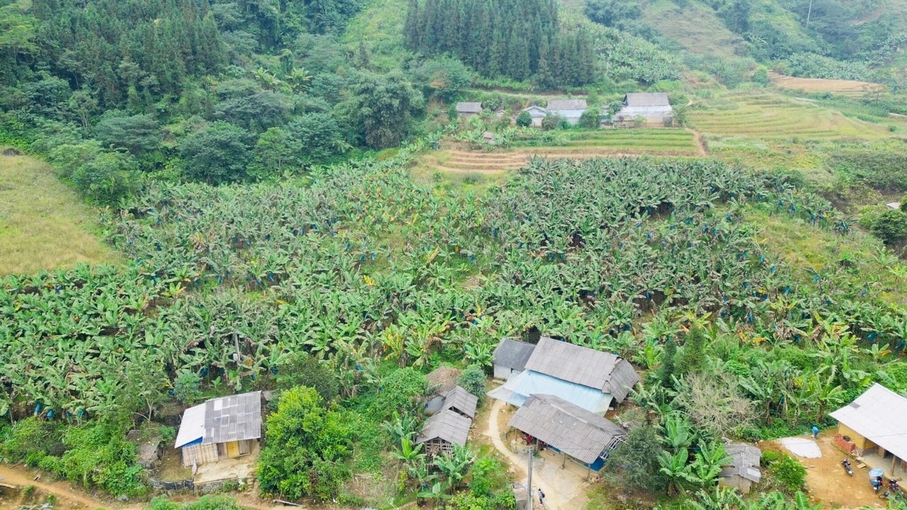Mô hình trồng chuối của đồng bào nhìn từ trên cao