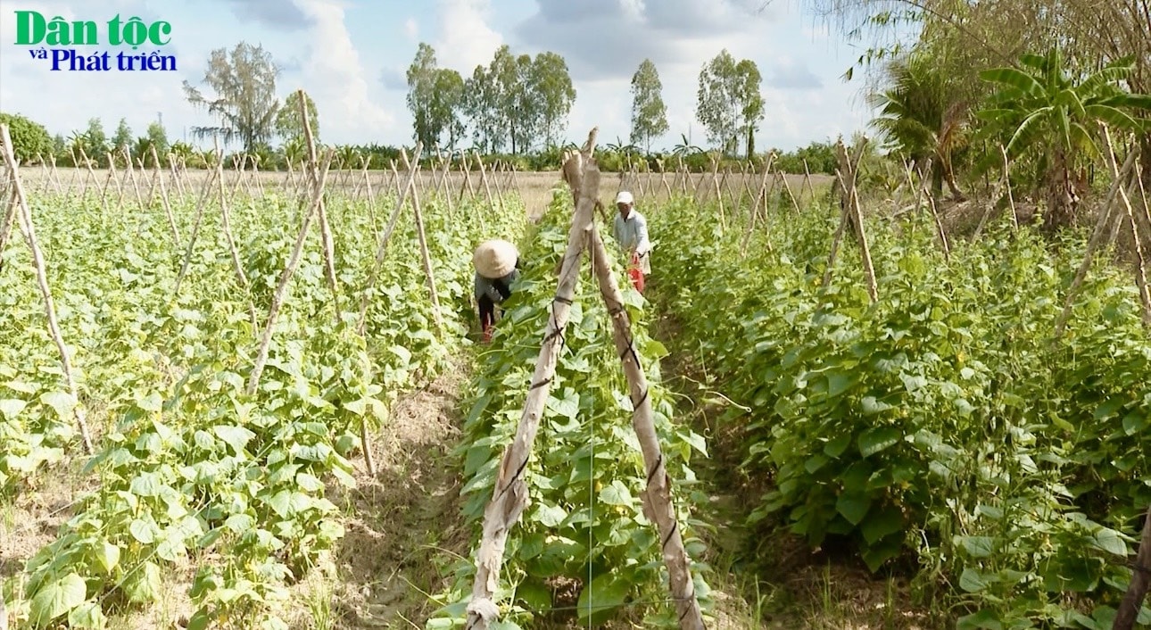 Cuộc sống của đồng bào Khmer ở Bạc Liêu đã có nhiều đổi thay 