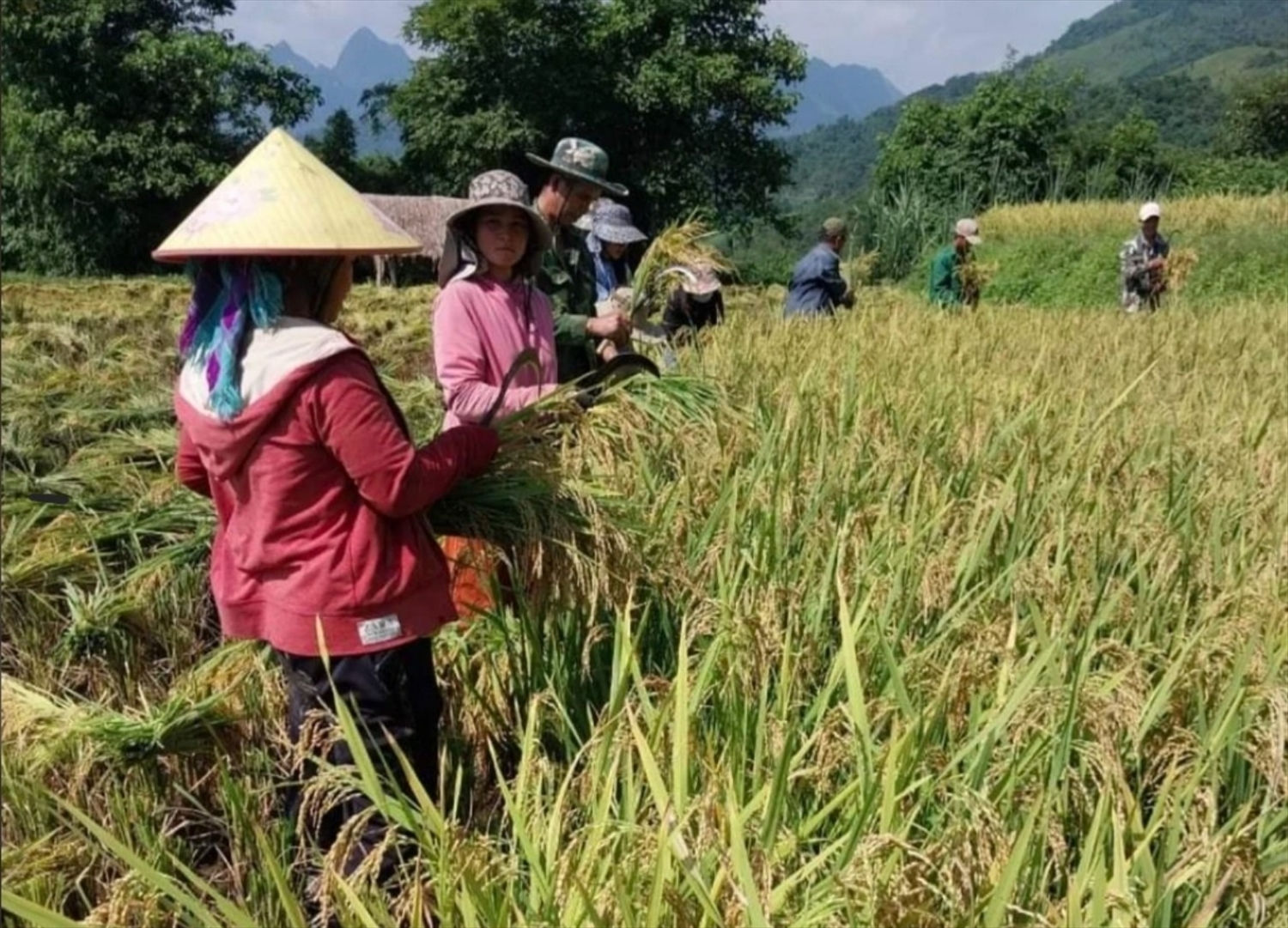 Mường Ải rộn rã vào vụ lúa