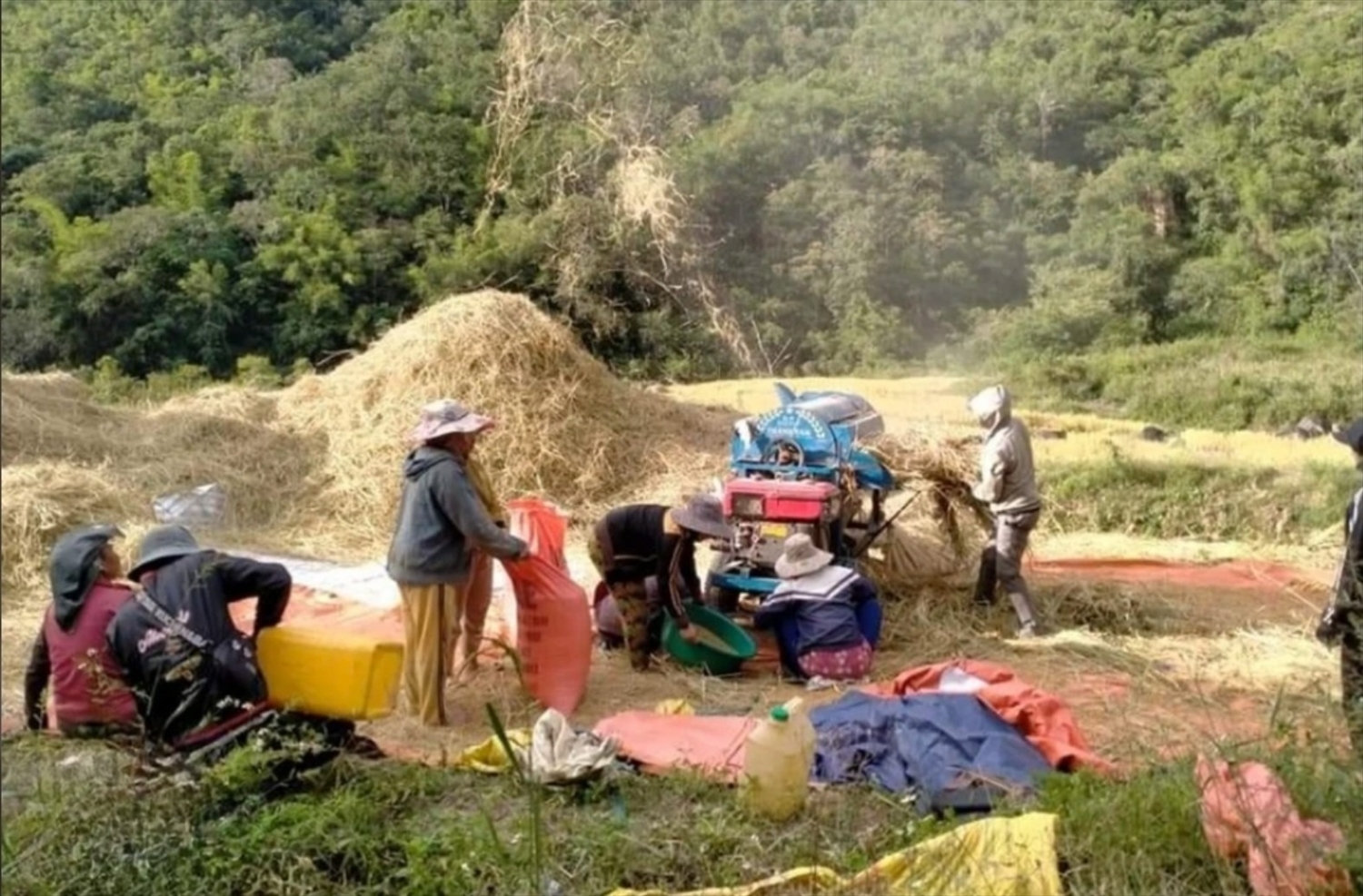 Năng suất lúa VNR20 chạm ngưỡng 70 tạ/ha