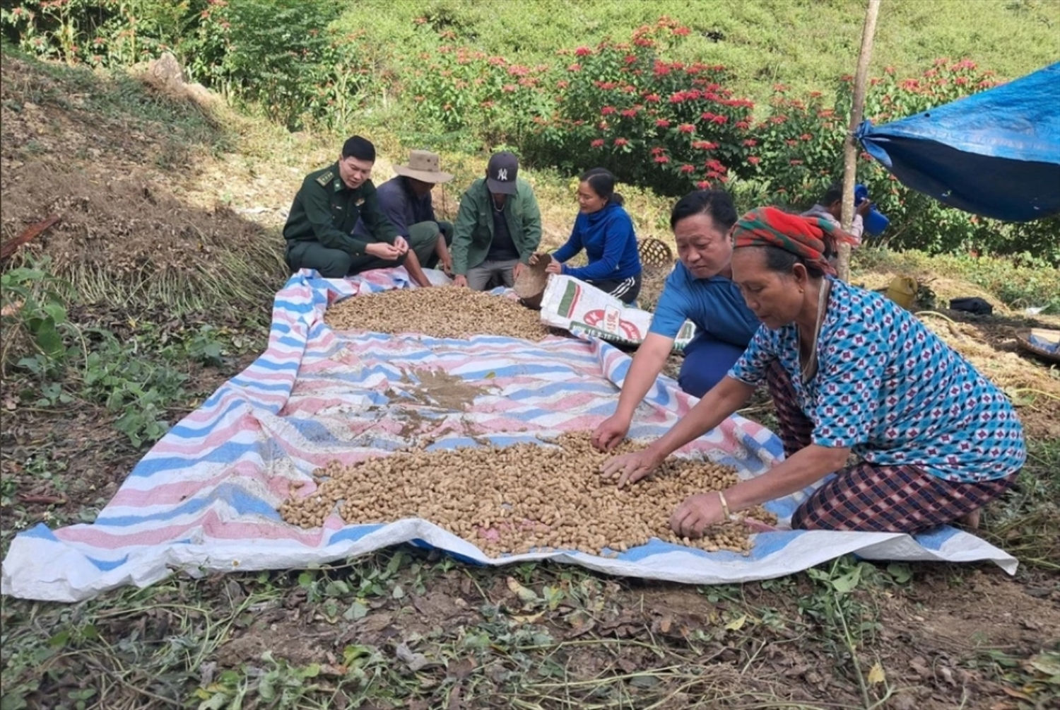 Thu hoạch lạc ở độ dốc cao khá vất vả nhưng bù lại lạc cho năng suất lại được mùa được giá nên người dân rất phấn khởi