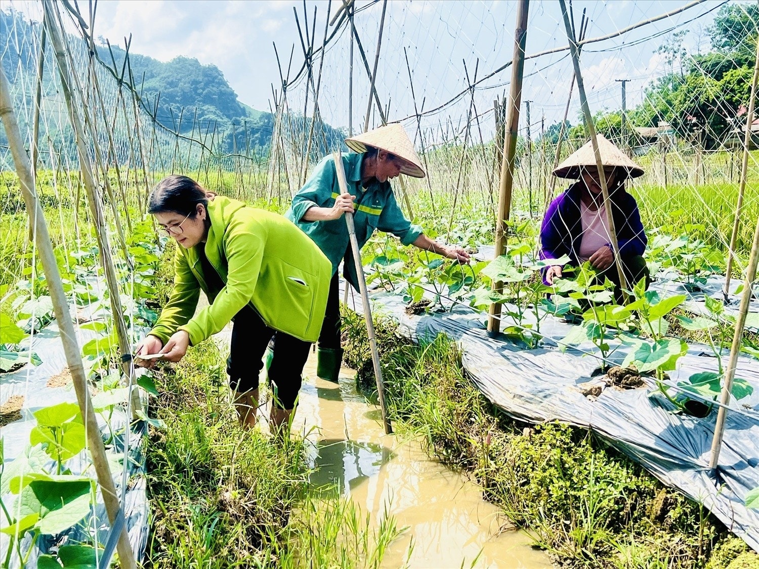 Mô hình khởi nghiệp trồng dưa của chị Ma Thị Nhường Mô hình khởi nghiệp trồng dưa của chị Ma Thị Nhường