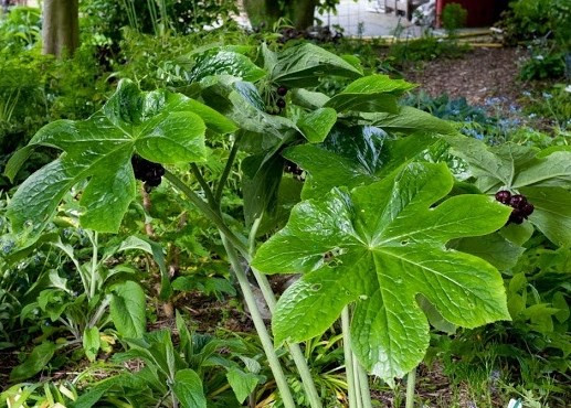 (Tổng hợp) Công dụng chữa bệnh của cây bát giác liên 2