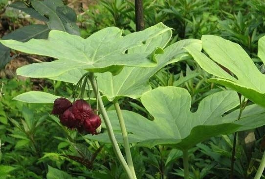 Bát giác liên là dược liệu có tác dụng thanh nhiệt, giải độc, hóa đờm, tán kết, tiêu thũng…