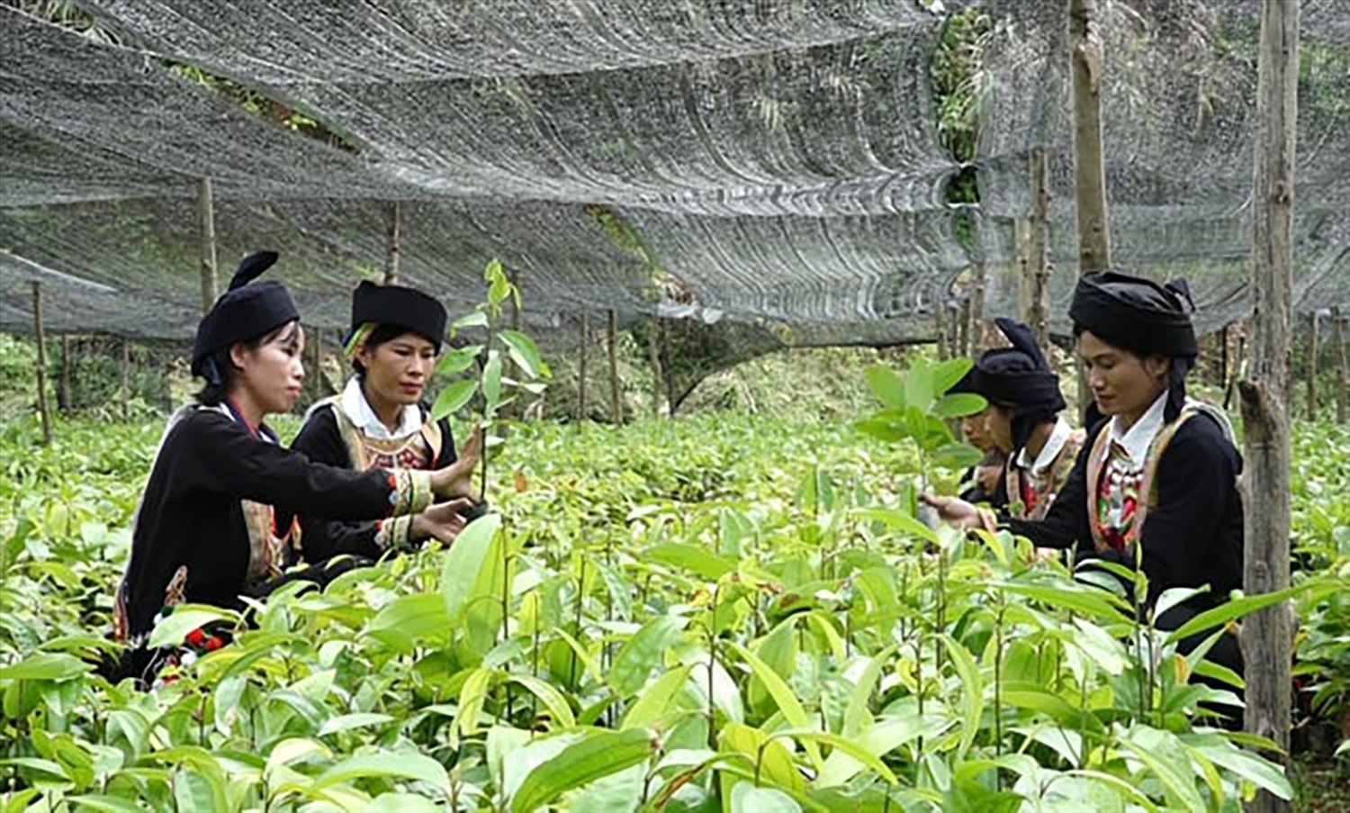Mở hướng thoát nghèo từ cây quế