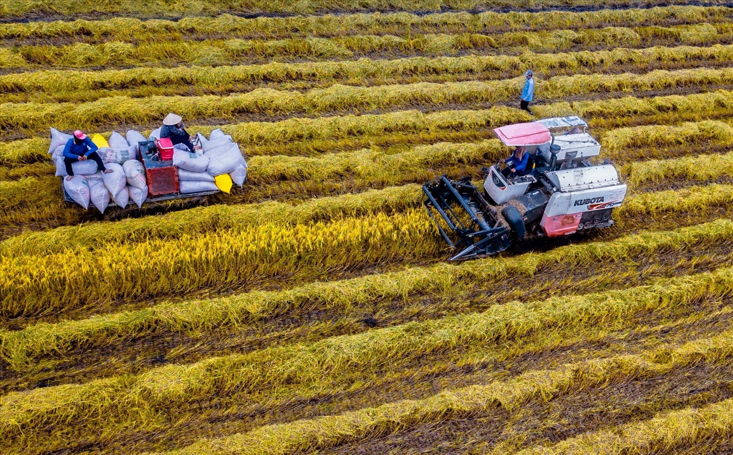 Festival Quốc tế ngành hàng lúa gạo Việt Nam - Hậu Giang 2023 mở ra cơ hội cho thương mại lúa gạo quốc gia Festival Quốc tế ngành hàng lúa gạo Việt Nam - Hậu Giang 2023 mở ra cơ hội cho thương mại lúa gạo quốc gia