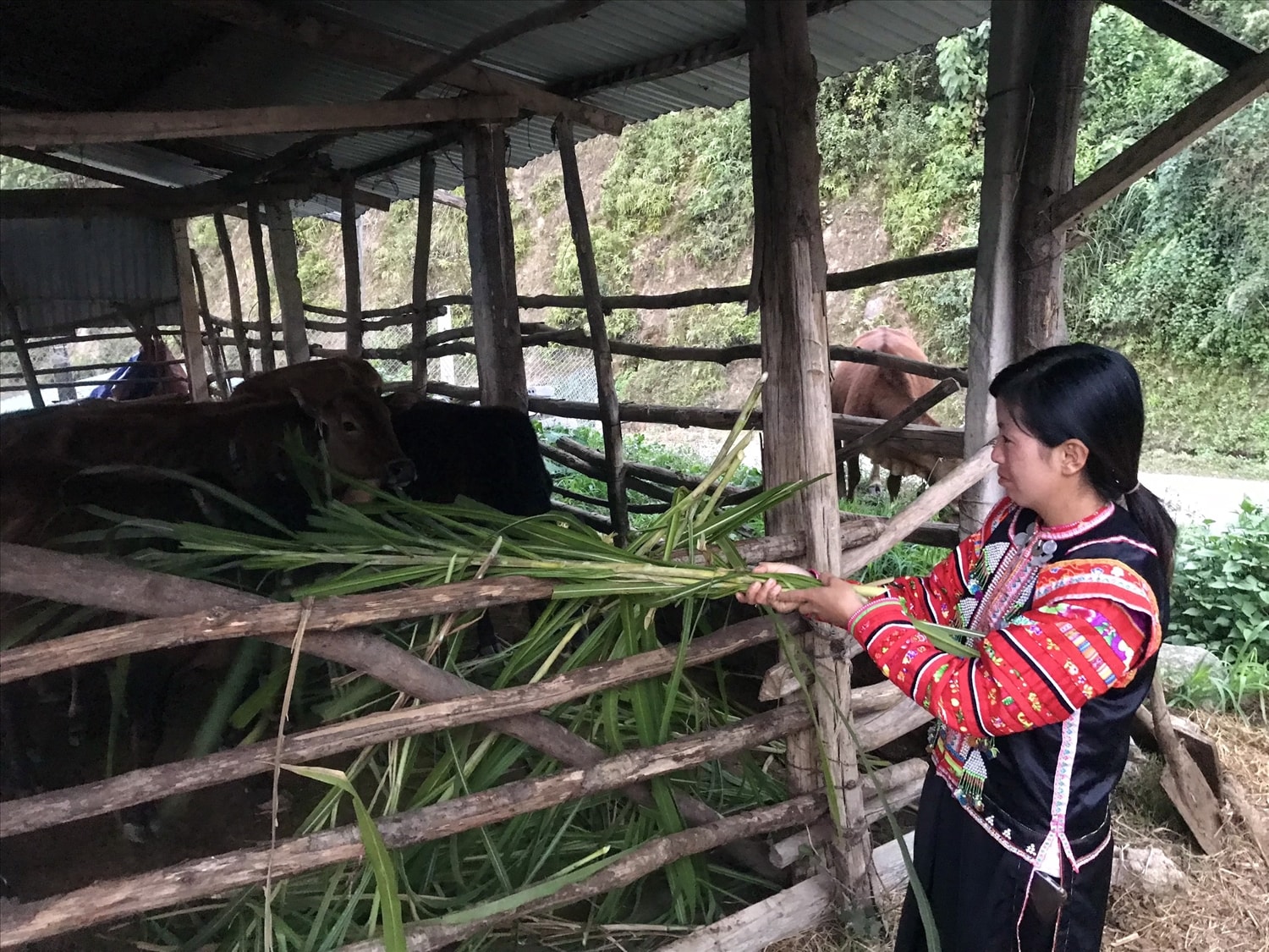 Người La Hủ nay đã biết làm ruộng nước, phát triển chăn nuôi theo hướng hàng hóa Người La Hủ nay đã biết làm ruộng nước, phát triển chăn nuôi theo hướng hàng hóa