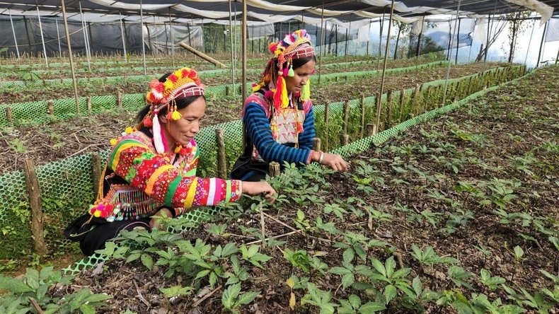 Người dân La Hủ đã biết trồng sâm để làm giàu Người dân La Hủ đã biết trồng sâm để làm giàu