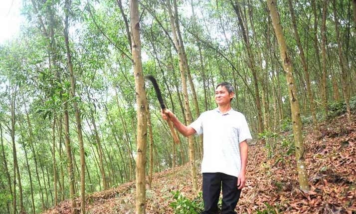 Cánh rừng 5 năm tuổi của gia đình ông Trần Kim Cương, thôn Đông Ninh, xã Đông Thọ (Sơn Dương) Cánh rừng 5 năm tuổi của gia đình ông Trần Kim Cương, thôn Đông Ninh, xã Đông Thọ (Sơn Dương)