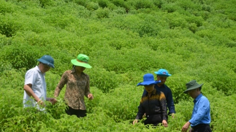 Triển vọng những mô hình trồng trọt mới ở Tuyên Quang Triển vọng những mô hình trồng trọt mới ở Tuyên Quang