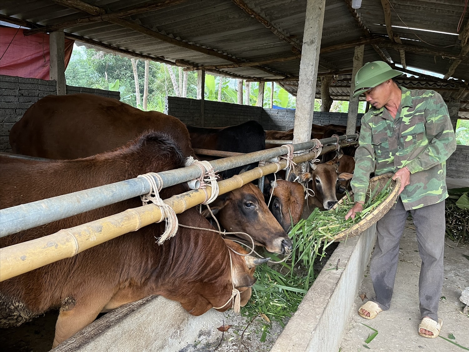 Mô hình nuôi bò nhốt của bí thư chi bộ, người có uy tín Vang Văn Muôn xã Tam Thái Mô hình nuôi bò nhốt của bí thư chi bộ, người có uy tín Vang Văn Muôn xã Tam Thái