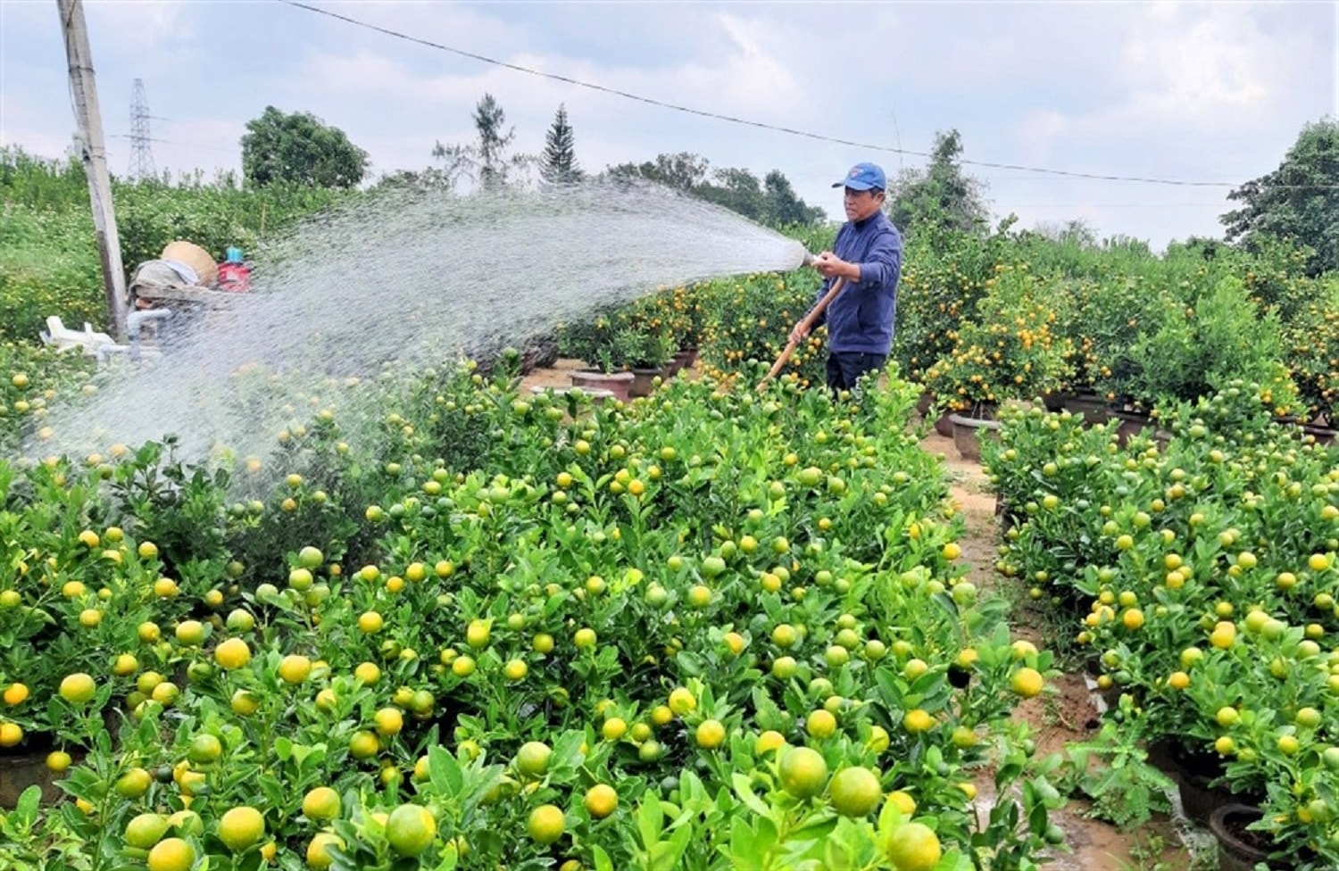 Nghề trồng quất Cẩm Hà được công nhận là nghề truyền thống tỉnh Quảng Nam Nghề trồng quất Cẩm Hà được công nhận là nghề truyền thống tỉnh Quảng Nam