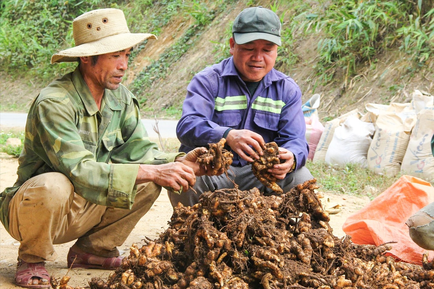 Người dân bản Na Lợt xã Nhôn Mai thu hoạch gừng