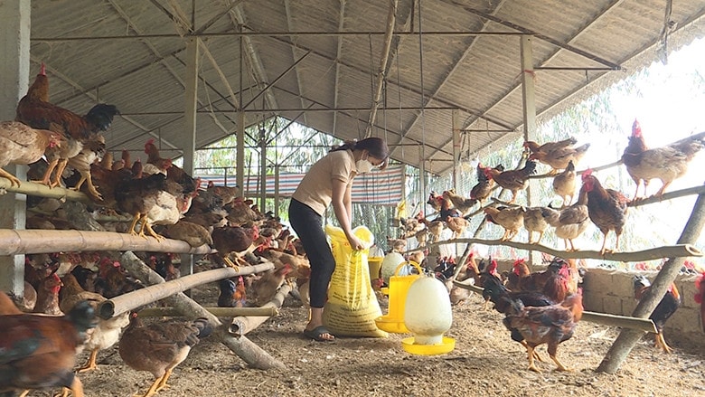 Mô hình gà thương phẩm đem lại hiệu quả kinh tế cao cho hội viên Hà Thị Viên, thôn khuổi Pài, xã Kim Bình.