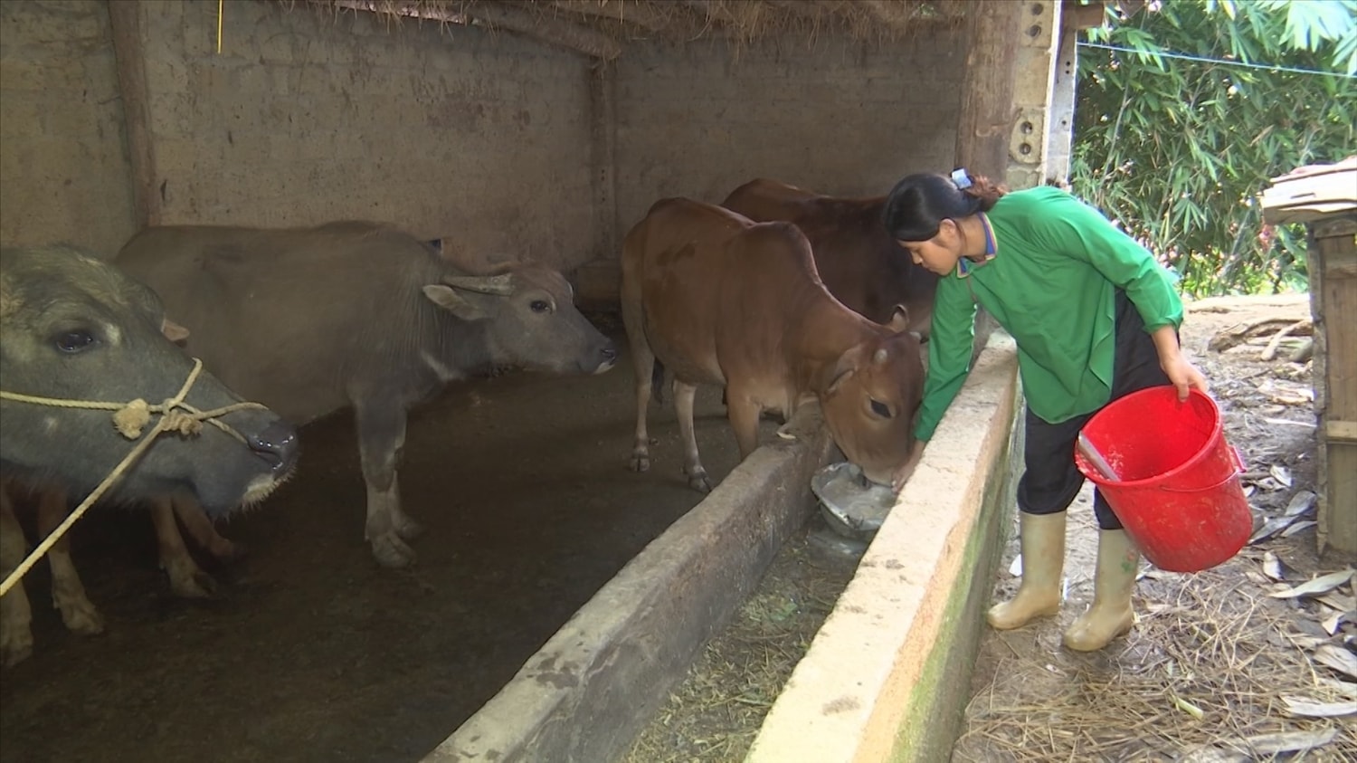 Bà con nông dân vùng cao đã và đang từng bước thay đổi tư duy sản suất nông nghiệp theo hướng hàng hóa Bà con nông dân vùng cao đã và đang từng bước thay đổi tư duy sản suất nông nghiệp theo hướng hàng hóa