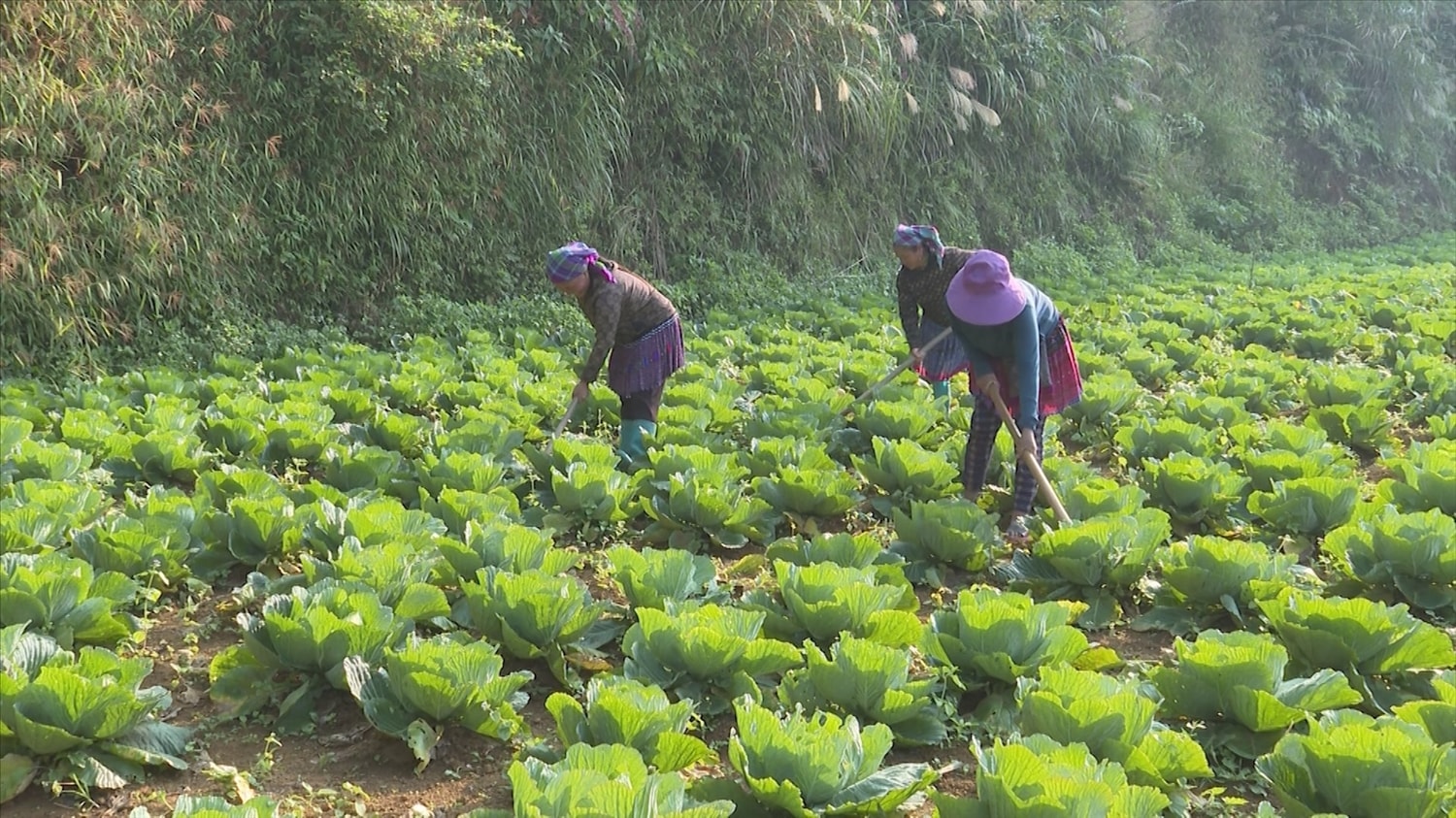 Nhiều mô hình, cách làm sáng tạo đã và đang góp phần nâng cao thu nhập cho người dân Si ma cai Nhiều mô hình, cách làm sáng tạo đã và đang góp phần nâng cao thu nhập cho người dân Si ma cai
