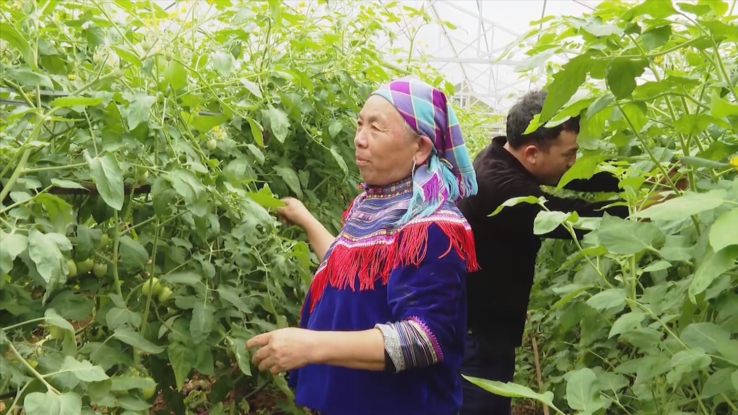 Trồng rau vụ Đông giúp bà con nông dân Si ma cai có thu nhập cao hơn nhiều so với trồng ngô, lúa Trồng rau vụ đông giúp bà con nông dân Si Ma Cai có thu nhập cao hơn nhiều so với trồng ngô, lúa
