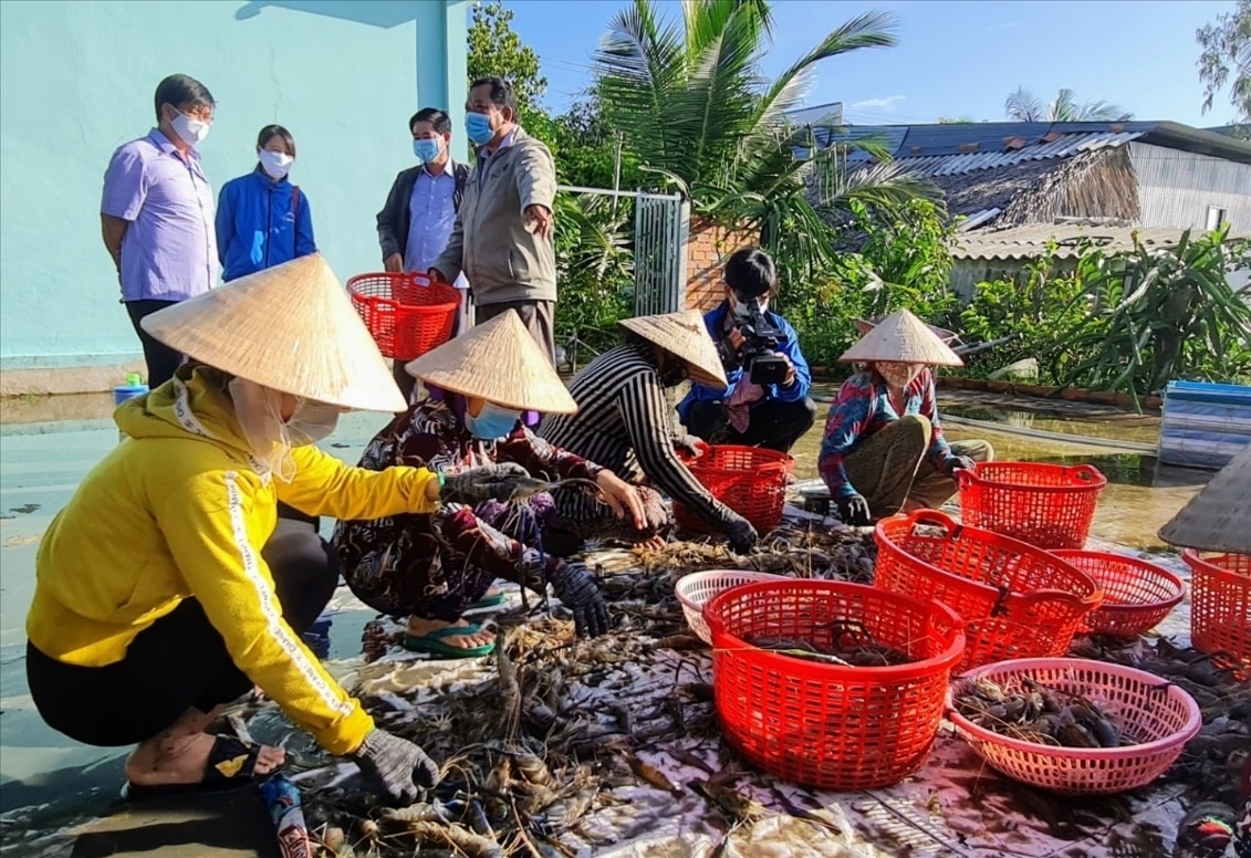 Thành viên HTX Ba Đình, huyện Hồng Dân thu hoạch tôm càng xanh. Thành viên HTX Ba Đình, huyện Hồng Dân thu hoạch tôm càng xanh.