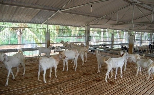(Tổng hợp) Kỹ thuật nuôi dê cho người mới bắt đầu 1
