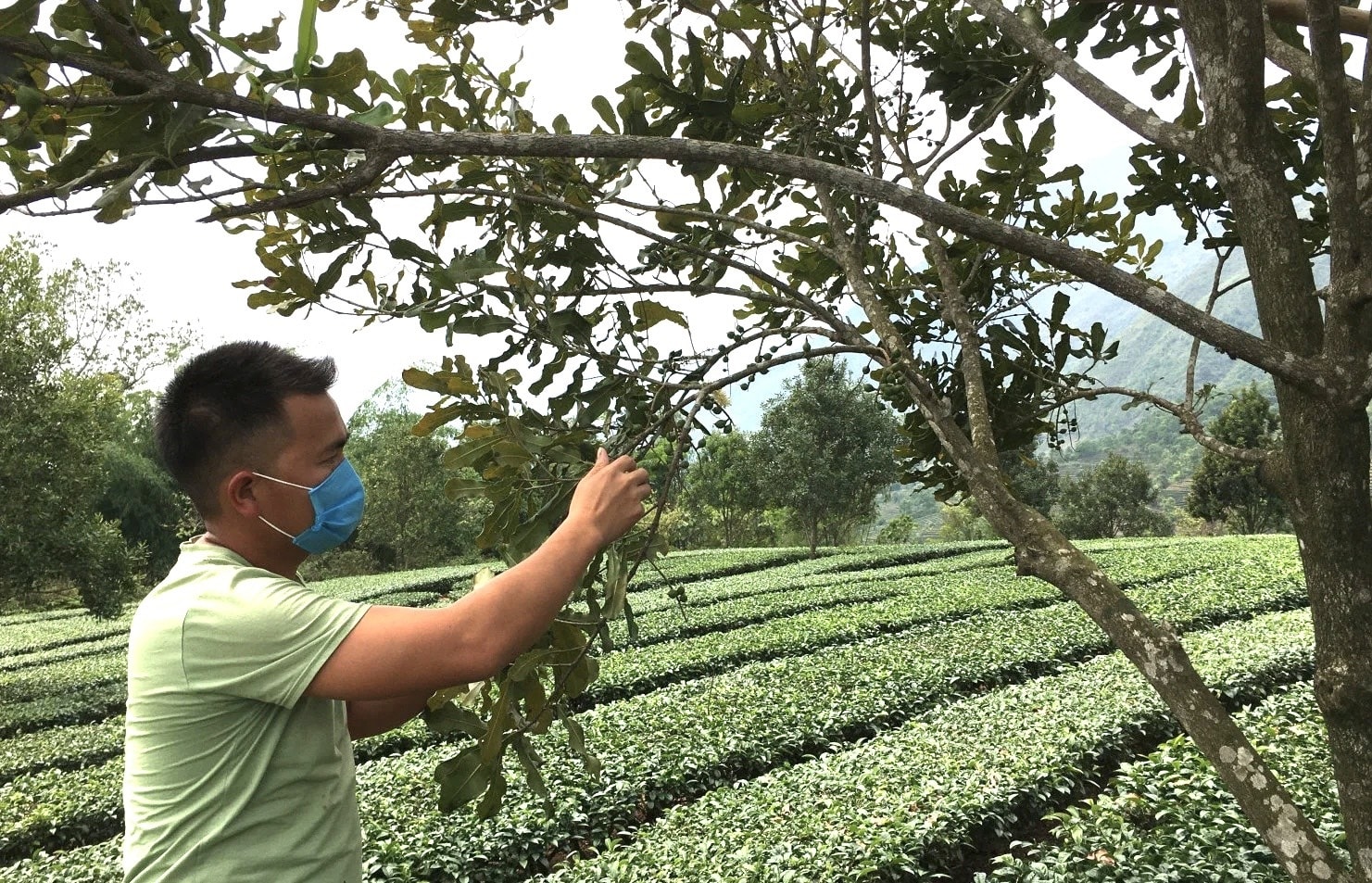 Người dân xã Bản Hon trồng xen cây mắc ca xen trên diện tích trồng chè