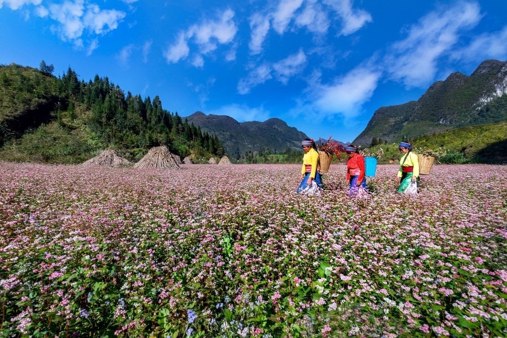 Mùa hoa tam giác mạch ở Hà Giang