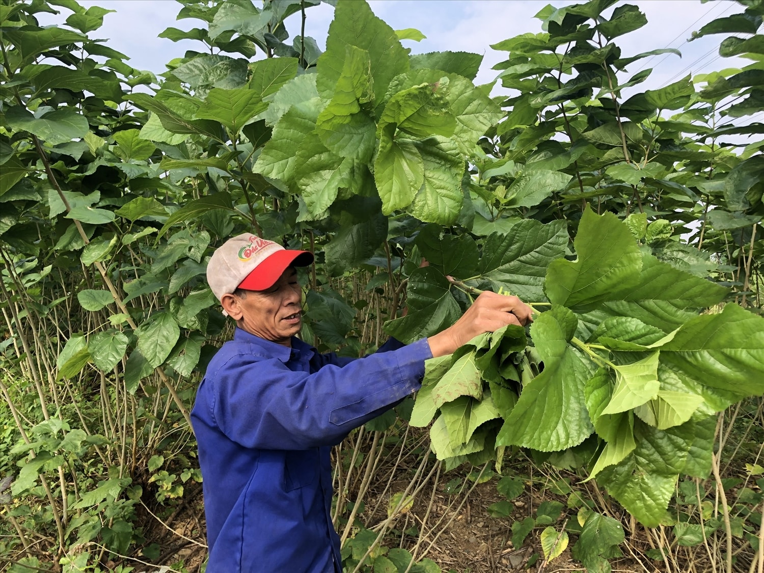 Bà con nông dân vùng cao đang từng bước chuyển đổi tư duy từ sản xuất nông nghiệp sang kinh tế nông nghiệp Bà con nông dân vùng cao đang từng bước chuyển đổi tư duy từ sản xuất nông nghiệp sang kinh tế nông nghiệp