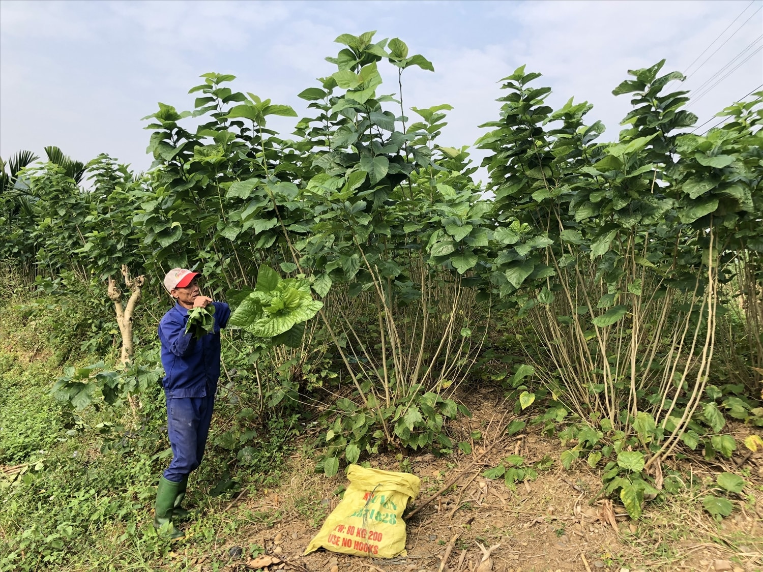 Nhà nước hỗ trợ phân bón, còn doanh nghiệp sẽ cung ứng giống cây dâu cho bà con Nhà nước hỗ trợ phân bón, còn doanh nghiệp sẽ cung ứng giống cây dâu cho bà con