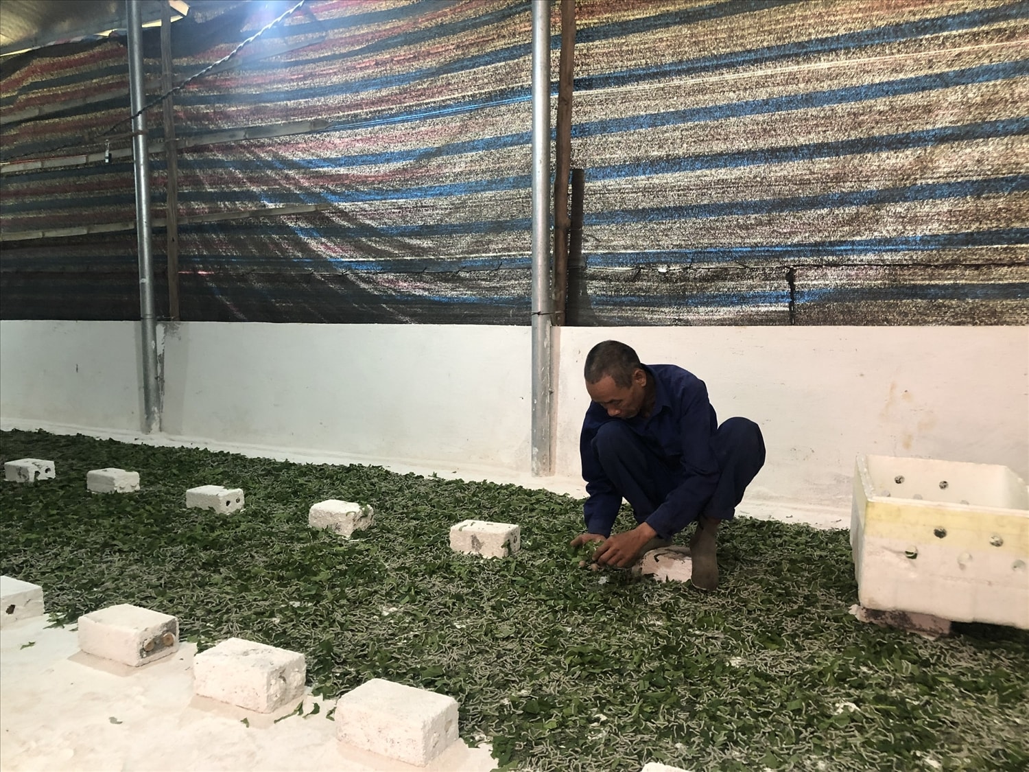 Theo ông Khoa thì nuôi tằm cho thu nhập cao hơn rất nhiều lần so với trồng ngô, lúa Theo ông Khoa thì nuôi tằm cho thu nhập cao hơn rất nhiều lần so với trồng ngô, lúa