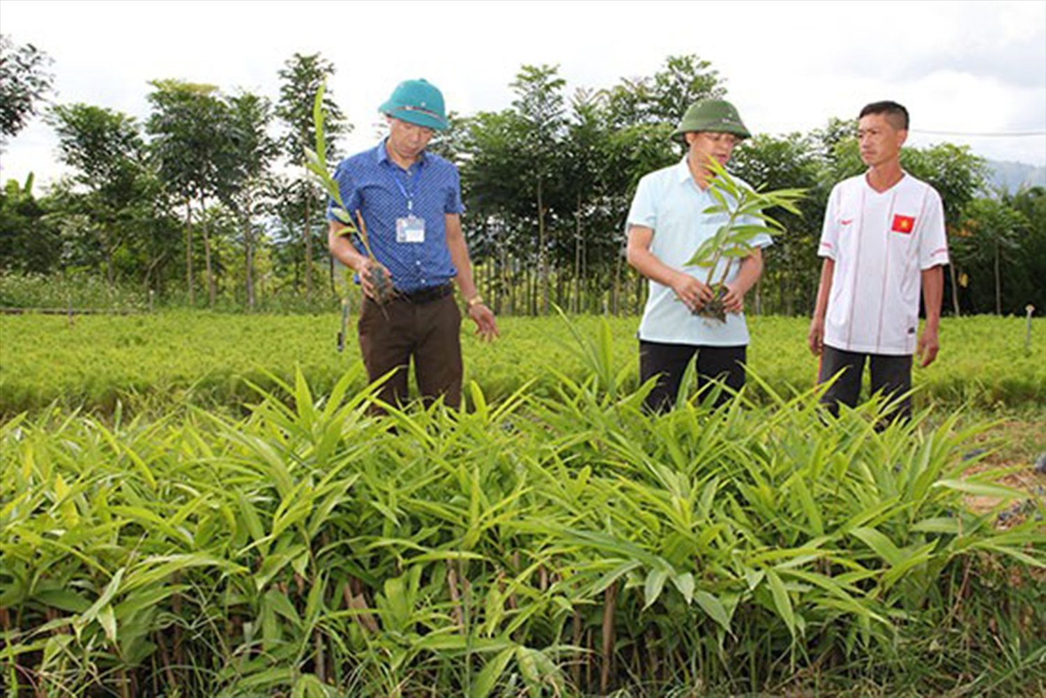 Vườn ươm giống cây sa nhân của Ban Quản lý rừng đặc dụng phòng hộ Sốp Cộp.