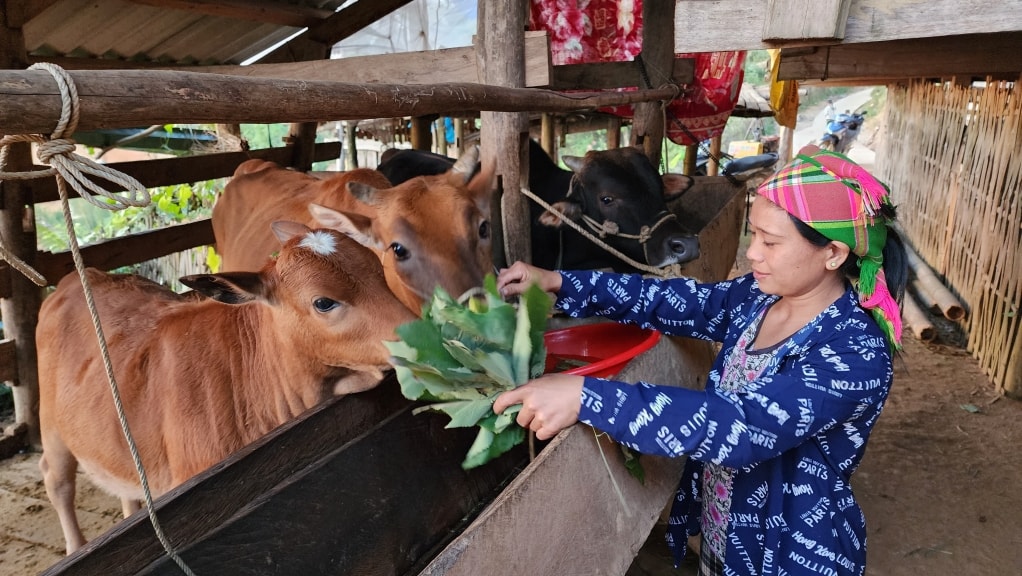 Hỗ trợ bò giống cho đồng bào DTTS trên địa bàn huyện Bảo Lâm phát triển kinh tế