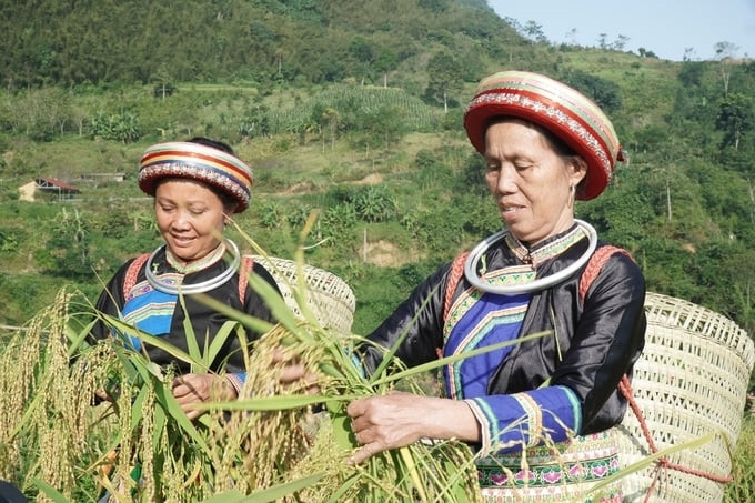 (BCĐ - TT vận động) Bắc Kạn: Phát huy lợi thế từng vùng gắn với liên kết sản xuất theo chuỗi