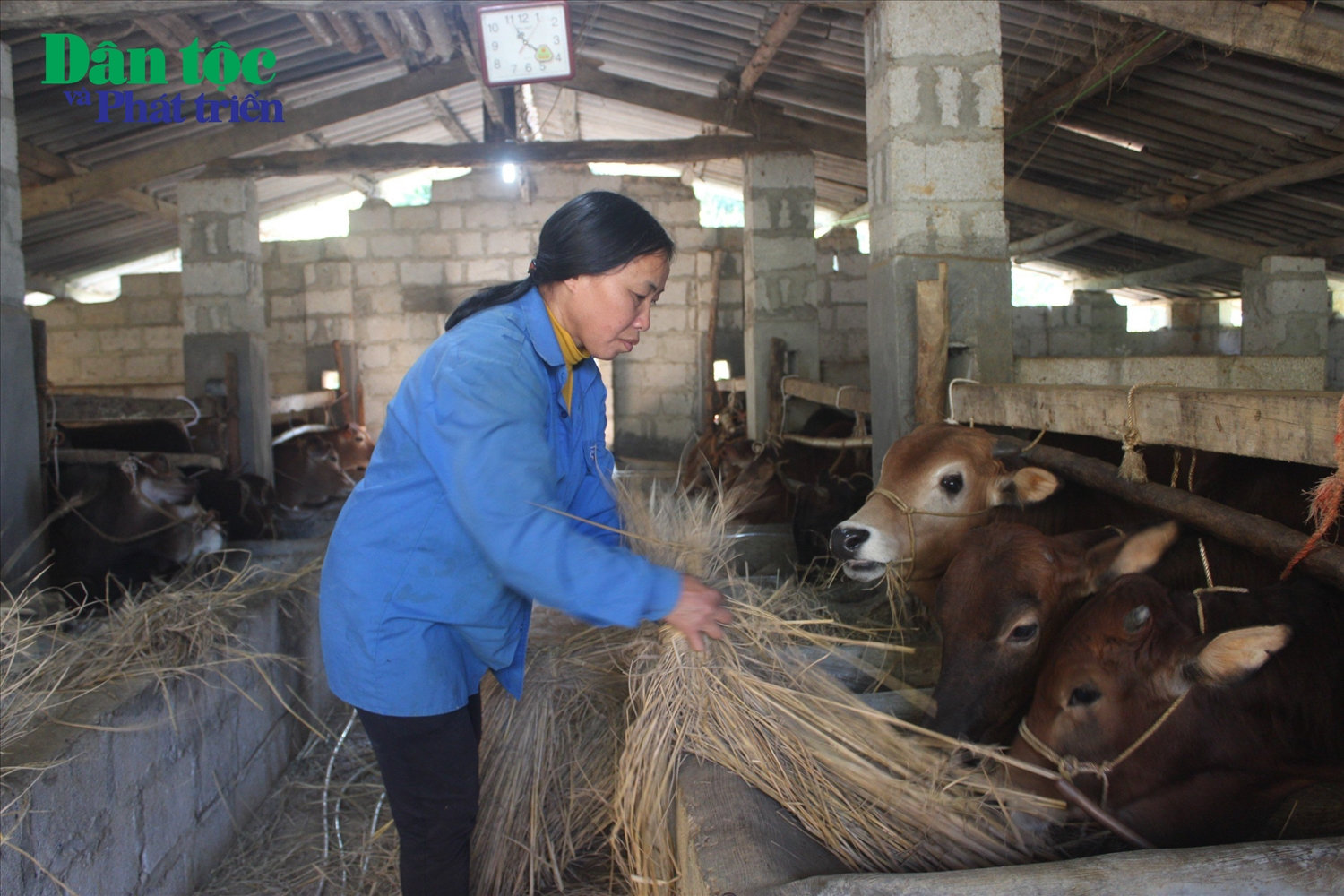 Các hộ dân chủ động dự trữ thức ăn, chủ động các phương án chống rét đậm, rét hại cho đàn vật nuôi
