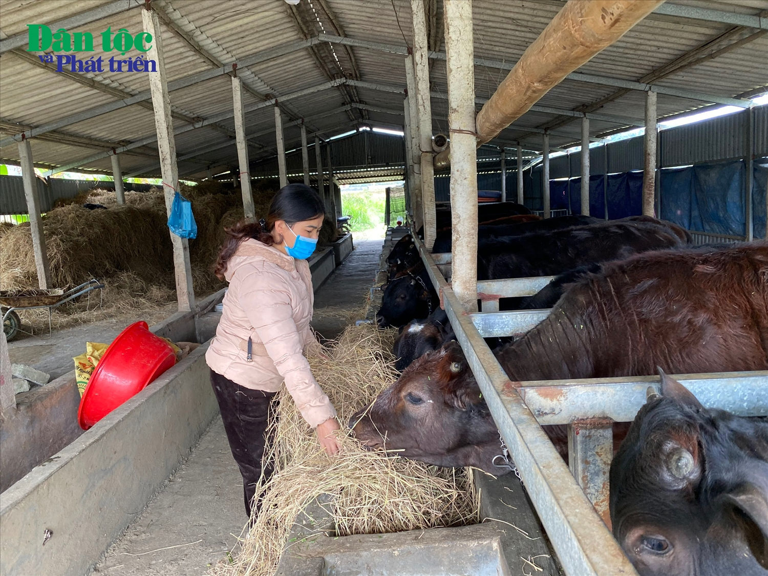 Các hộ dân khẩn trương, tập trung, tăng cường các biện pháp ứng phó với rét đậm, rét hại cho vật nuôi