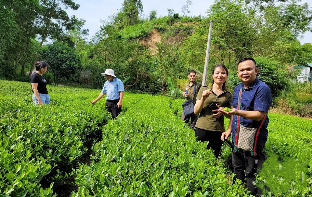 Sau khi tham gia nhiều lớp tập huấn kỹ thuật sản xuất chè, giá trị sản phẩm chè của gia đình chị Vi Thị Phương, Tổ trưởng Tổ nghề nghiệp sản xuất chè hướng hữu cơ xóm La Giang, xã Quang Sơn (Đồng Hỷ) tăng gấp đôi so với trước