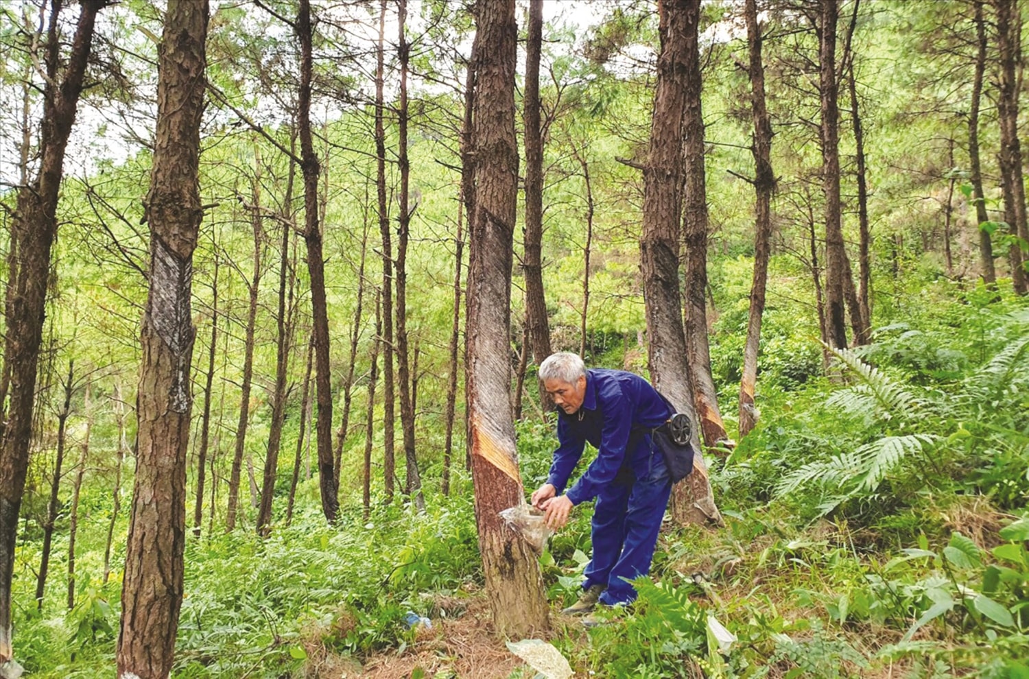  Không chỉ cho nhựa mà gỗ thông cũng mang lại thu nhập cao cho người dân
